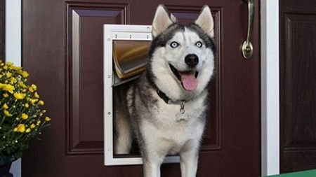 Dog Door Installers in La Vergne, TN